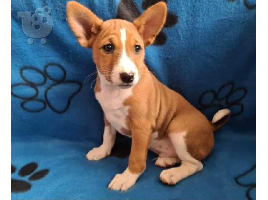 Basenji TOP κουτάβια